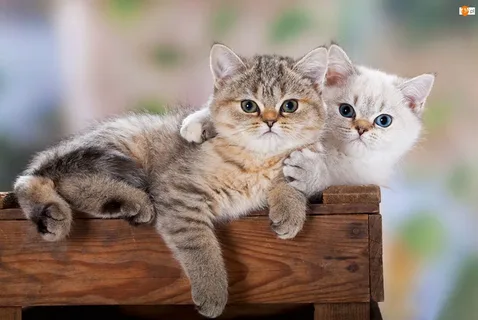 kedi-3