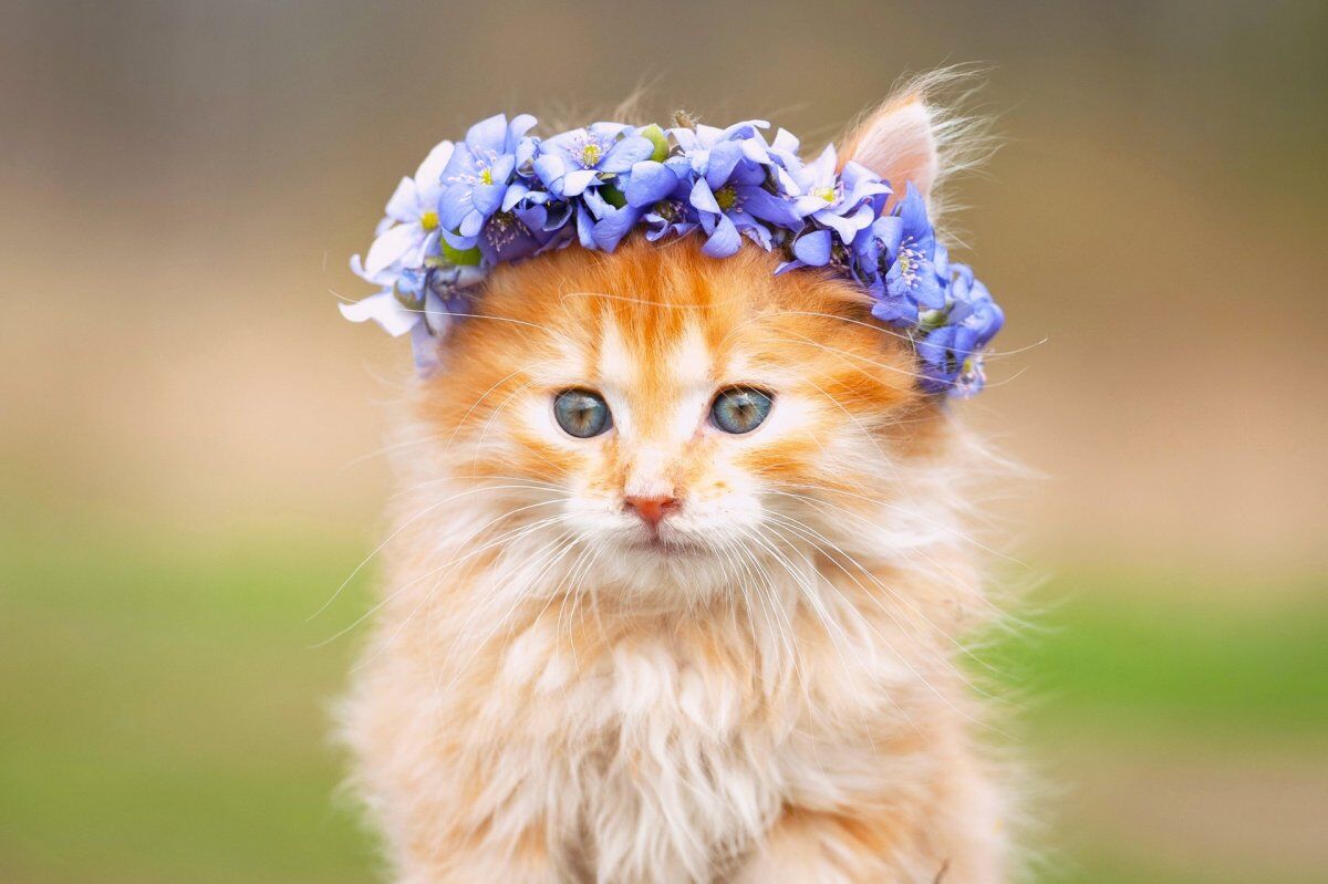 kedi3