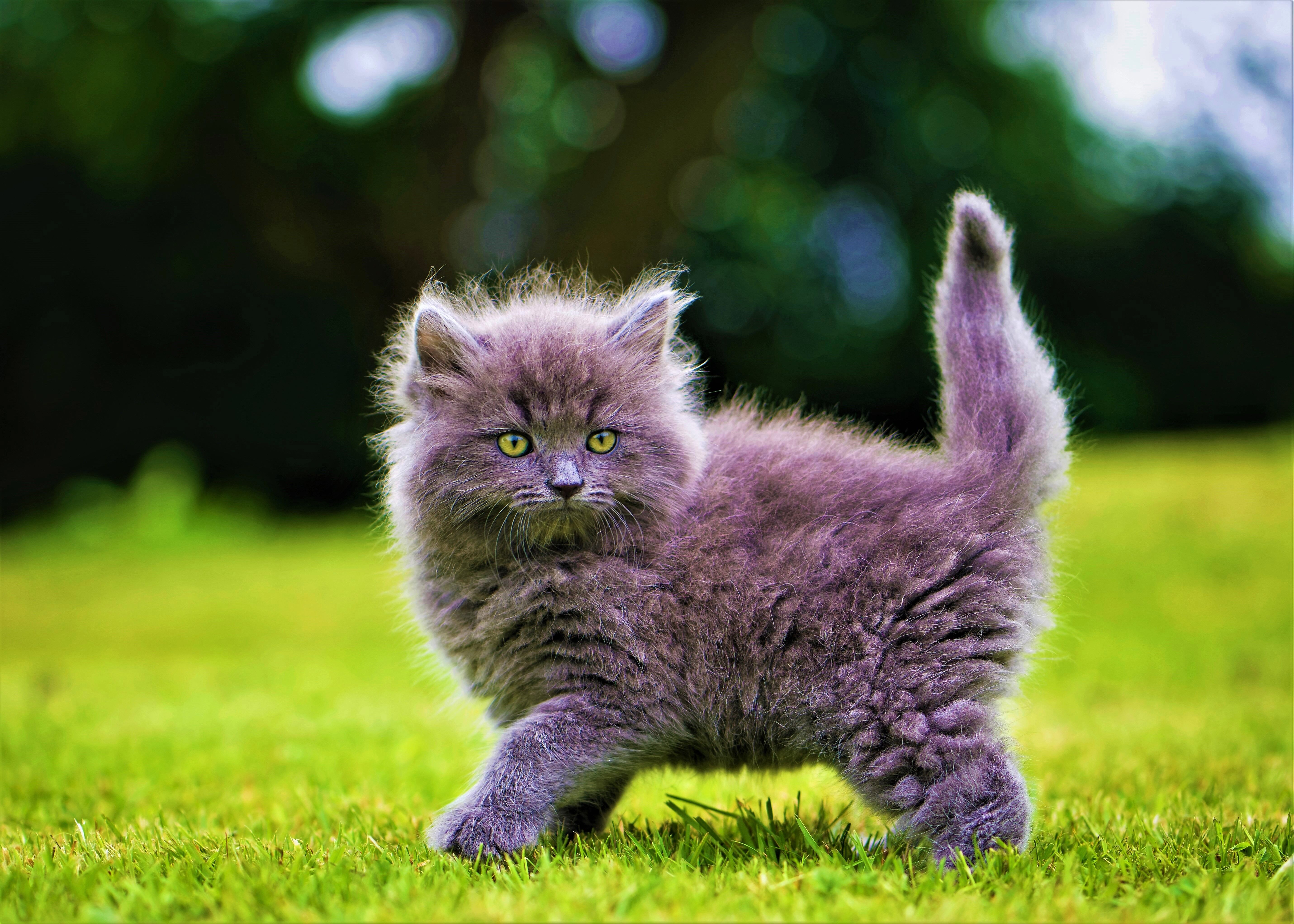 kedi4