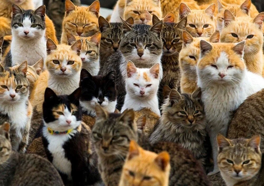 kedi7