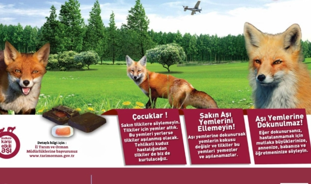 tilki