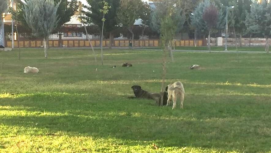 SOKAK KÖPEKLERİ2
