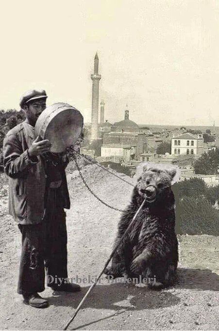 Ayı Oynatıcısı