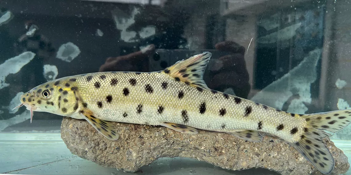 Canli ‘Leopar Sazani Sonunda Buldular.jpg
