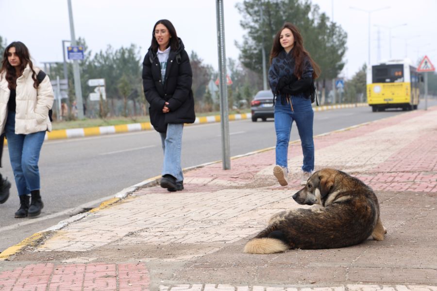 "Sokak hayvanları çocuklara hediye edilecek oyuncaklar değil"