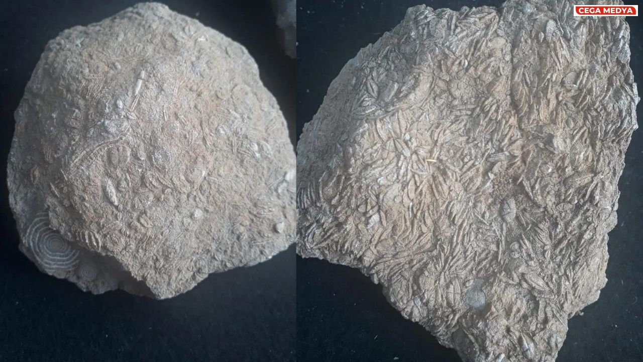 Fosi̇ller Hjaberi̇çi̇