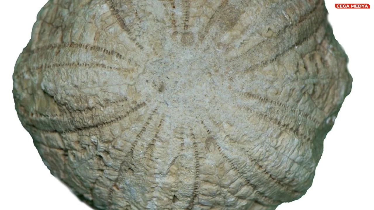 Yabancı