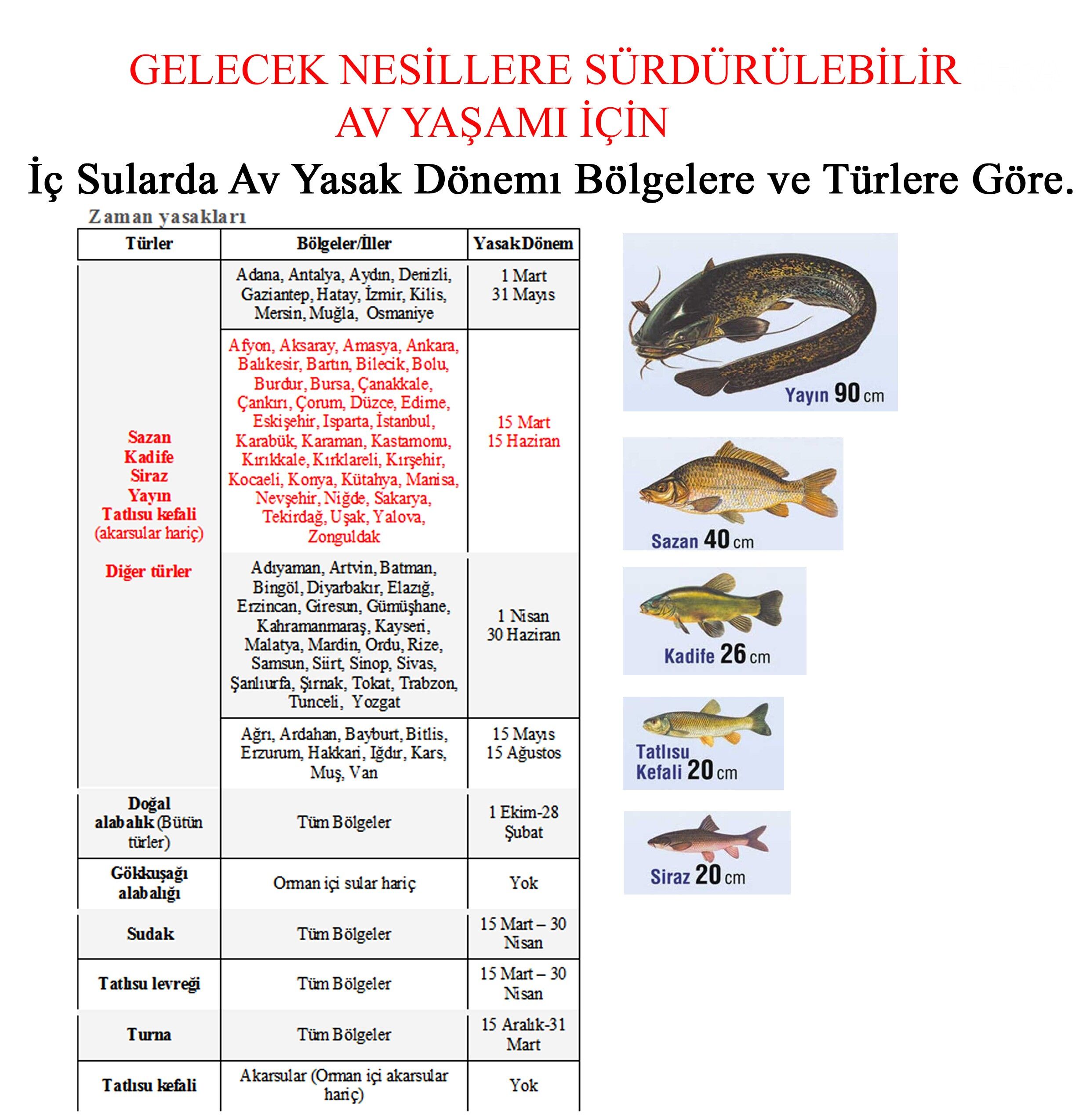Balık.