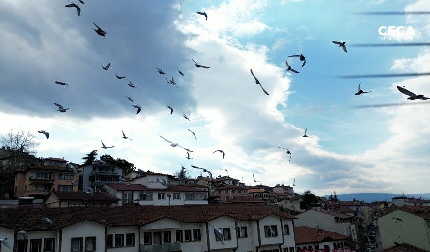 Drone Guvercin Surusu