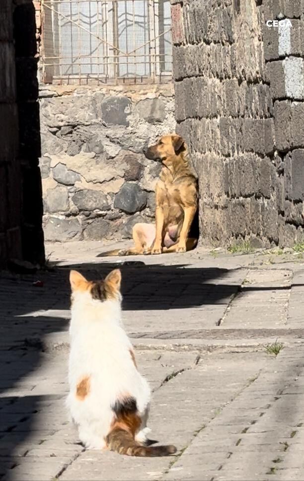 Kedi Bekleme
