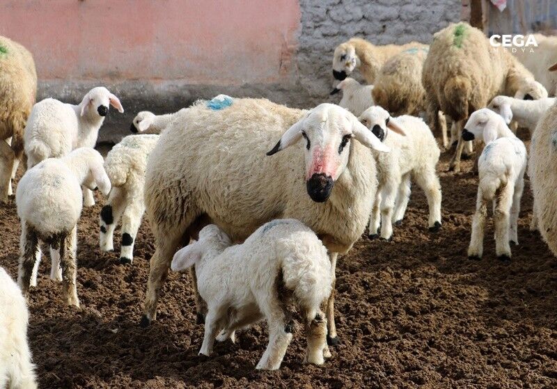 Koyun Kuzu Erzincan