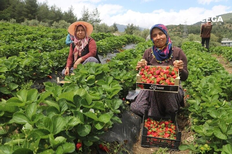 Cilek Hasadi Hatay