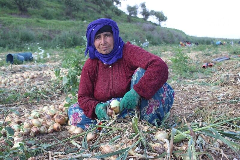 Sogan Hasadi Amik Ovasi