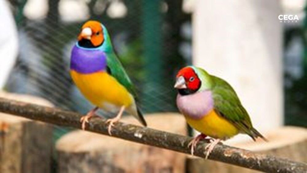 Gouldian Ispinozu
