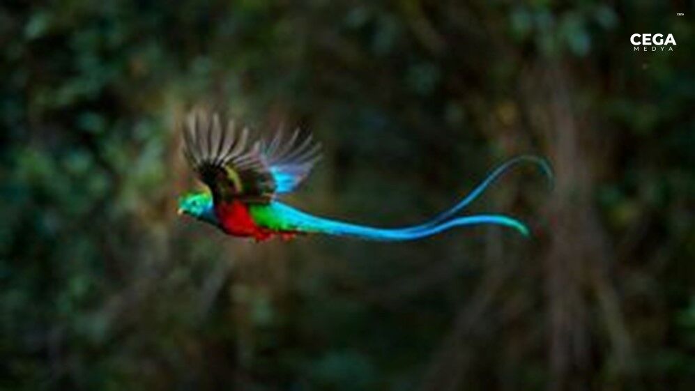 Göz Alıcı Quetzal