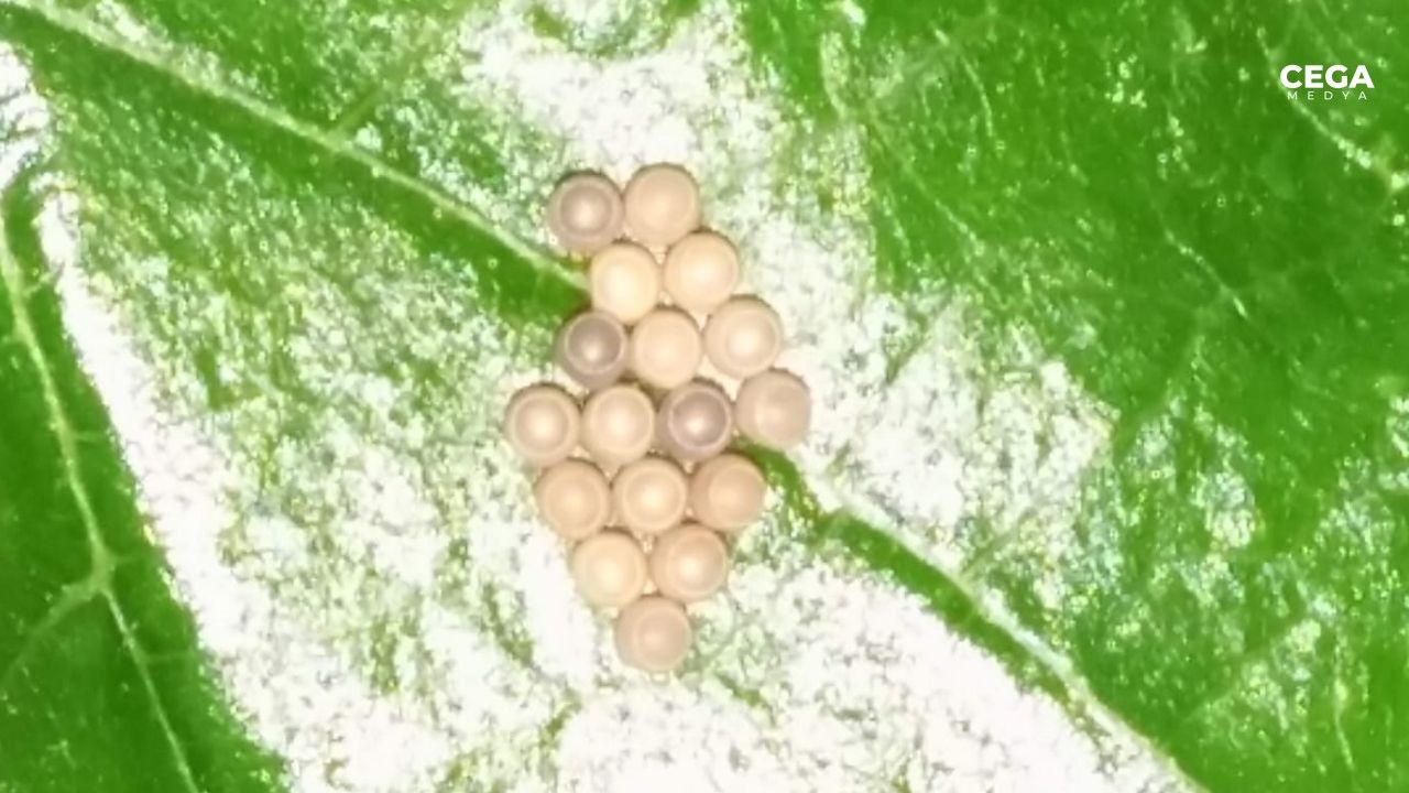 İpek Larva Haberi̇çi̇