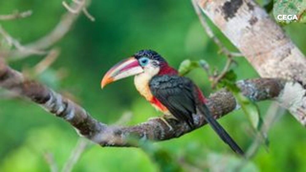 Kıvrık Tepeli Aracari