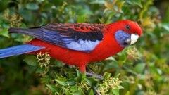 Kızıl Rosella
