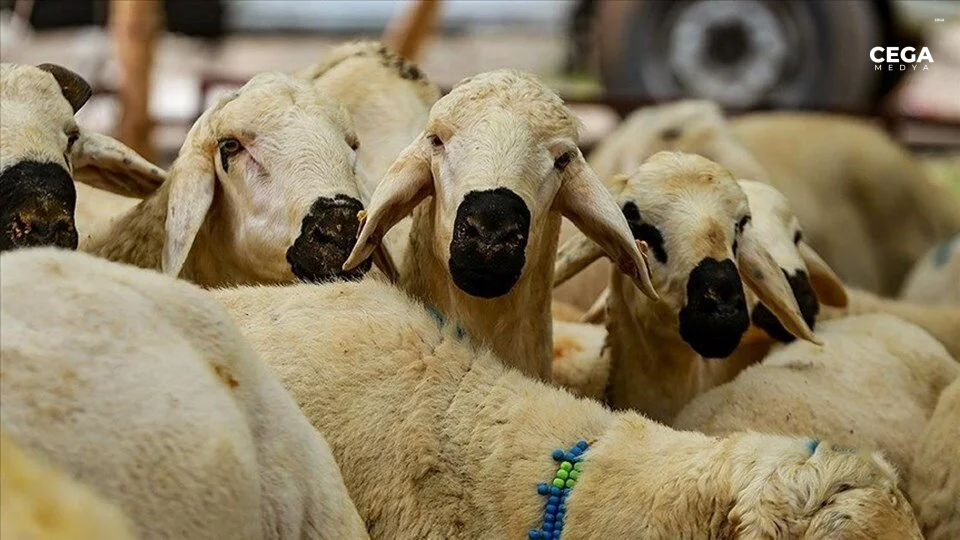 Kurban1