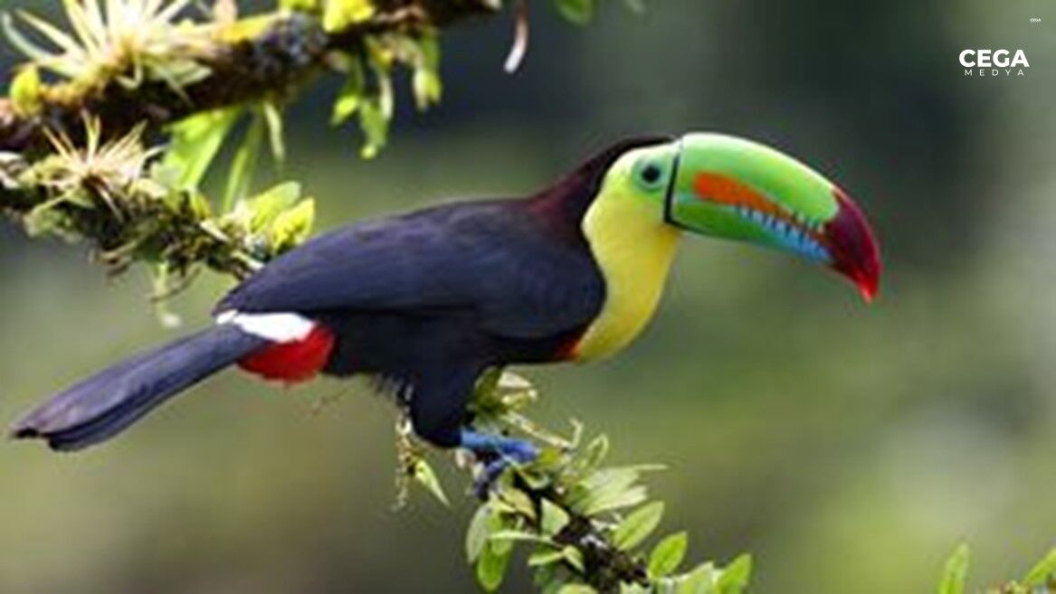 Omurgali Gaga Toucan