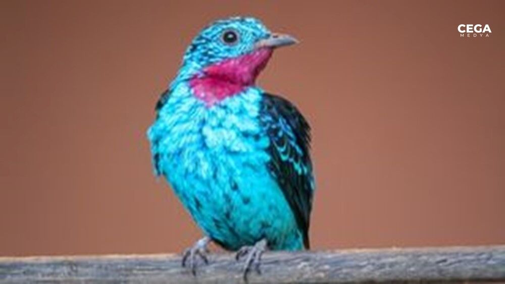 Pul Pul Cotinga