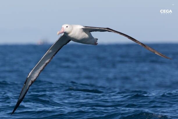 Gezi̇ci̇ Albatros