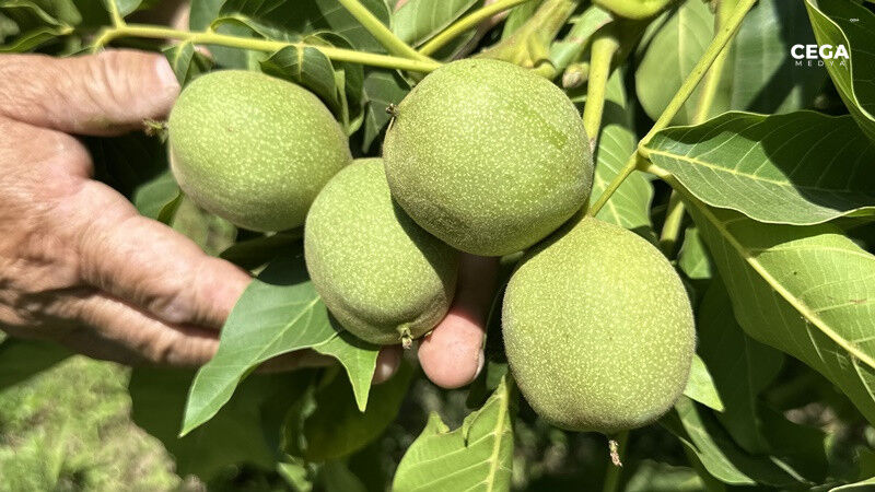 Ceviz Vadiai Hakkari