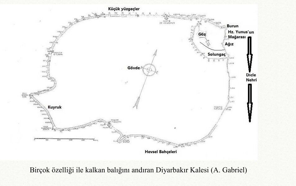 Kalkan Baliği-1
