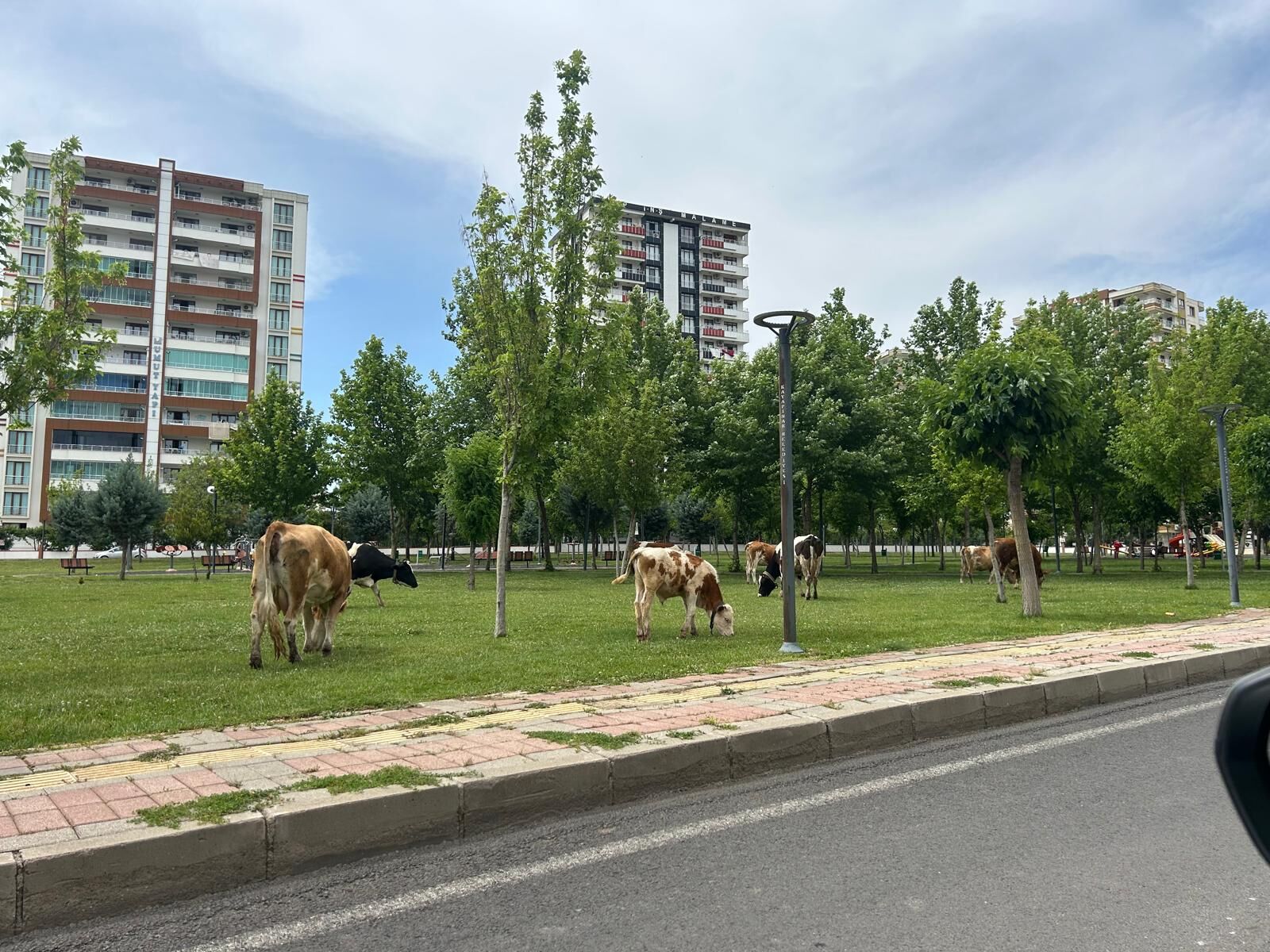 Diyarbakır’ın Manhattan’ında inek mesaisi