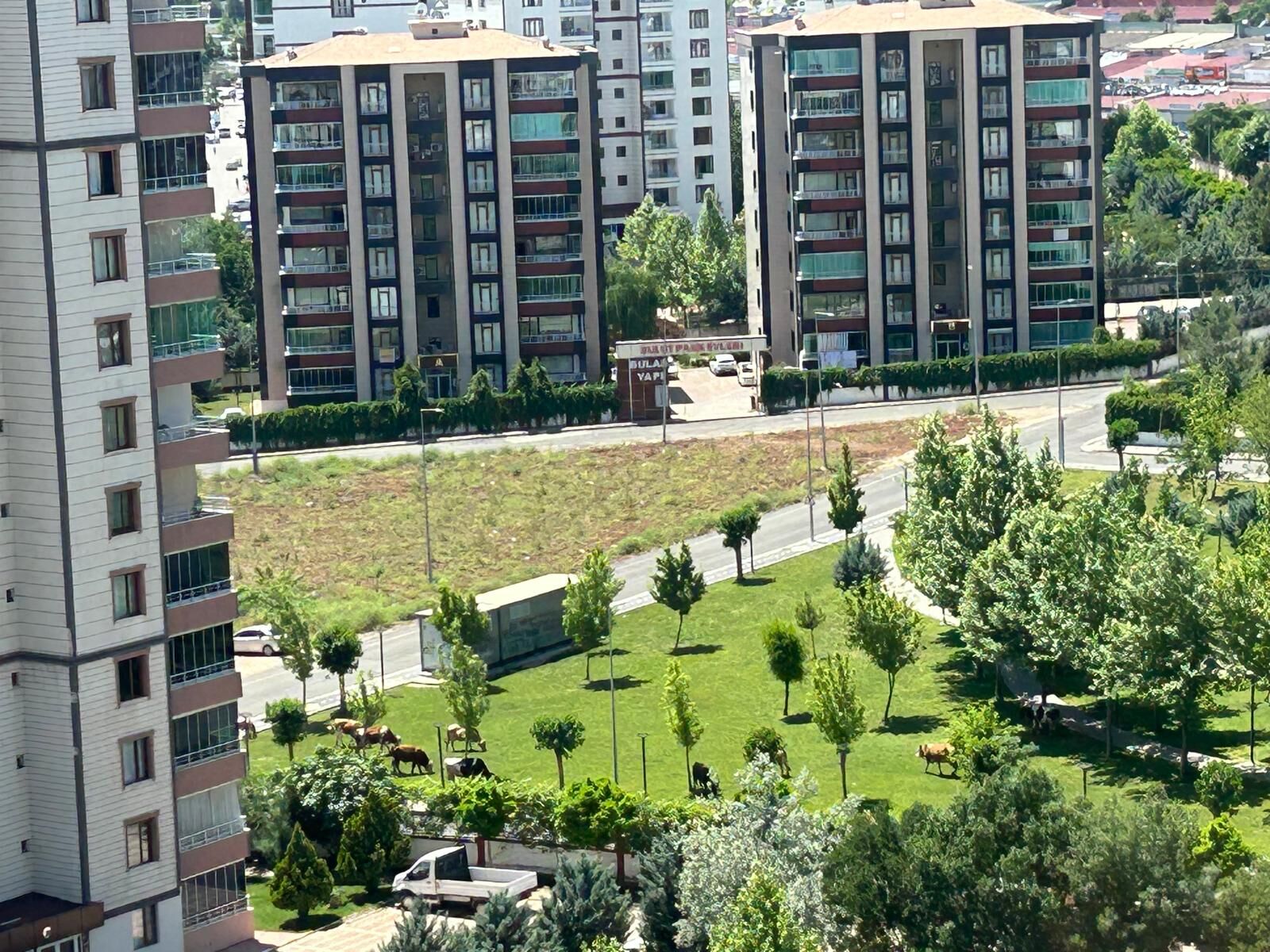 Diyarbakır’ın Manhattan’ında inek mesaisi