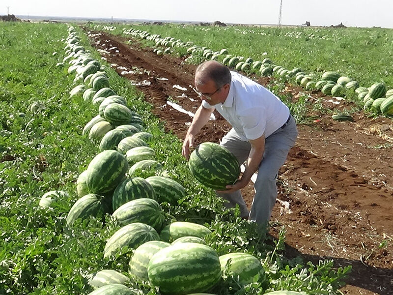 Diyarbakır karpuzu en yağlı meyve çıktı! 