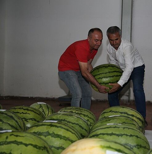 Diyarbakır karpuzu en yağlı meyve çıktı! 
