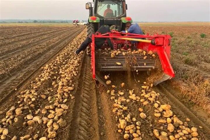 Patates kıtlığı binlerce insanın ölümüne yol açmış!