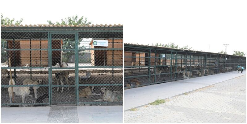 Uyuz Diyarbakir