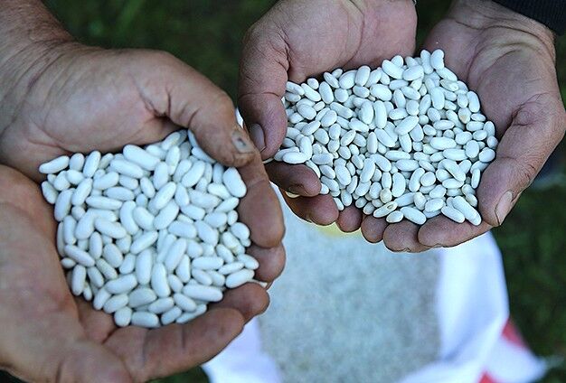 Bingöl kuru fasulyesi 250 liraya dayandı!