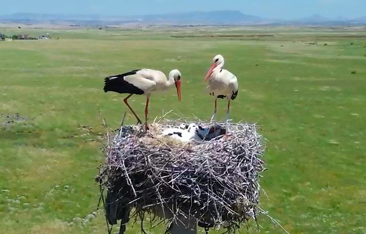 Dicle Elektrik'ten göçmen kuşlara güvenli yuva projesi