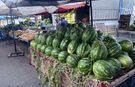 Çift çizgili karpuzların daha tatlı olduğunu biliyor musunuz?