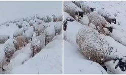 Koyunların kar altında yolculuğu
