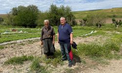 “260 TL’lik tütün fiyatı çiftçiyi yıkıma sürüklüyor”