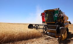 Diyarbakır Sur'da hasat başladı