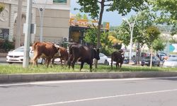 Diyarbakır'ın modern yüzüne yakışmayan manzara
