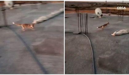 Dama çıkan tilki ile ev sahibi arasındaki diyalog