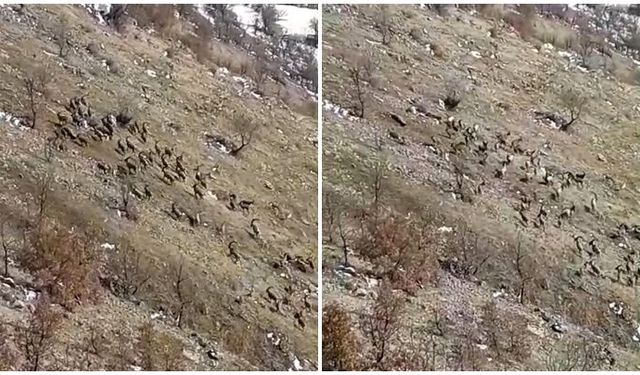 Diyarbakır'da sürü halinde görüntülendiler