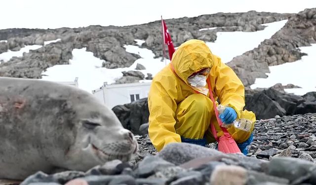 Kuş gribi Antarktika'nın geleceğini etkiliyor