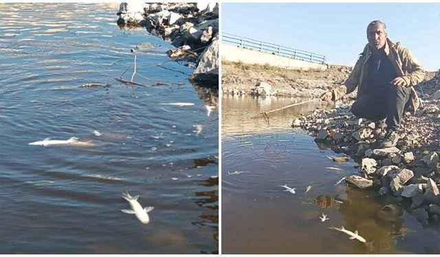 Karasu Çayı'ndaki balık ölümlerine inceleme
