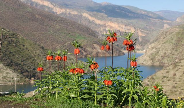 Şırnak'a Dicle Elektrik'ten dev yatırım