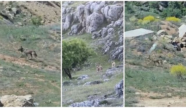 Dağ Keçileri görüntülendi