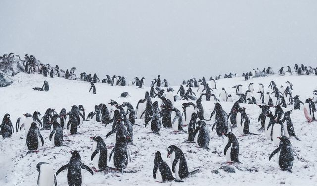 Bilim insanları şaşkın: Penguen dışkısı iklimi etkiliyor