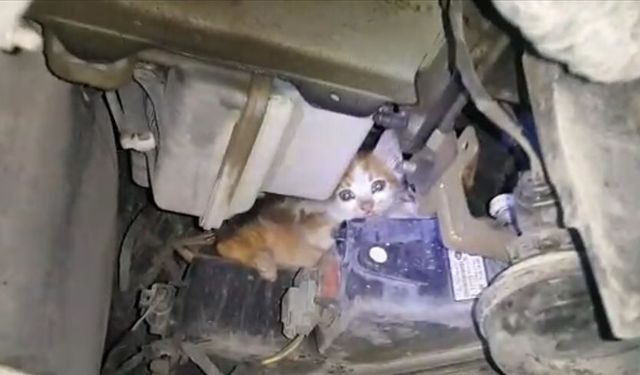 Yavru kedi, otomobilin motoruna sıkıştı