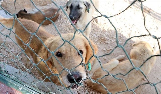 Siirt'teki sahipsiz hayvanların sığınağı göz dolduruyor